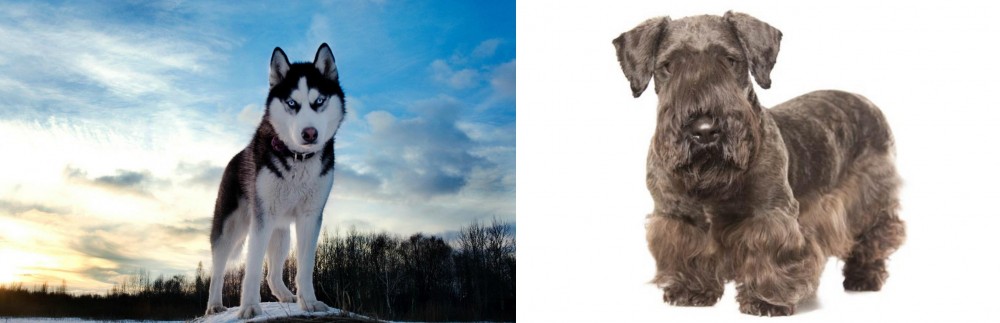 Cesky Terrier vs Alaskan Husky - Breed Comparison