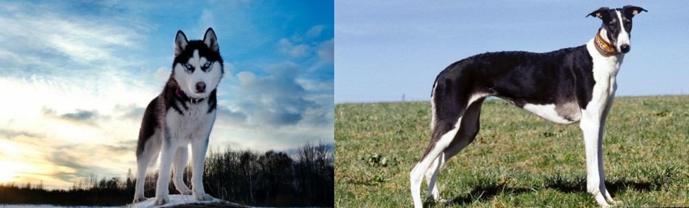 Chart Polski vs Alaskan Husky - Breed Comparison