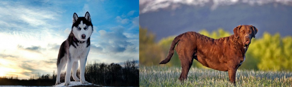Chesapeake Bay Retriever vs Alaskan Husky - Breed Comparison