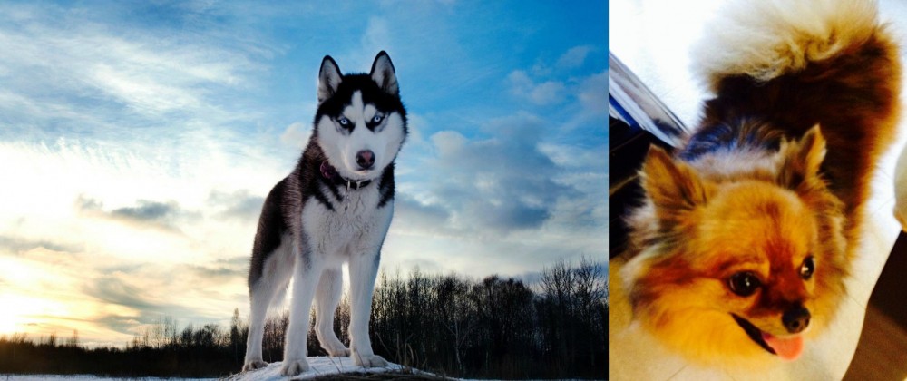 Chiapom vs Alaskan Husky - Breed Comparison