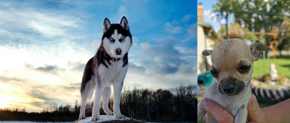 Chihuahua vs Alaskan Husky - Breed Comparison