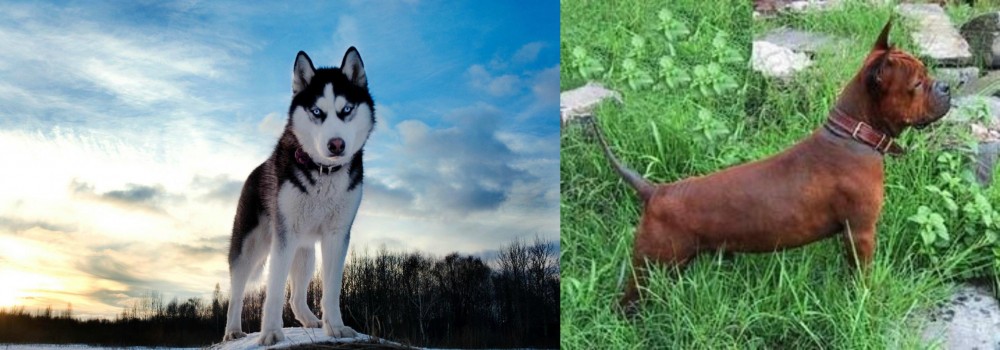 Chinese Chongqing Dog vs Alaskan Husky - Breed Comparison