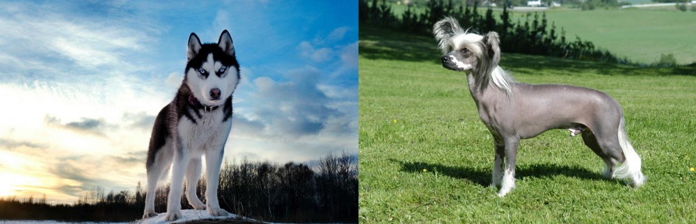 Chinese Crested Dog vs Alaskan Husky - Breed Comparison