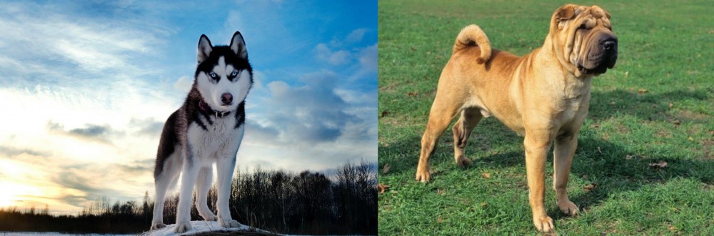 Chinese Shar Pei vs Alaskan Husky - Breed Comparison