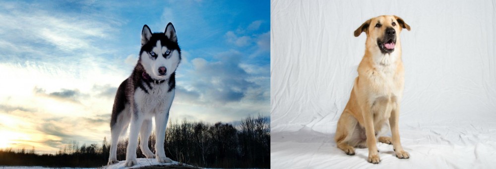 Chinook vs Alaskan Husky - Breed Comparison