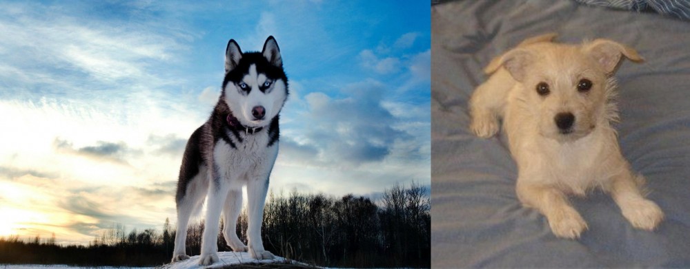 Chipoo vs Alaskan Husky - Breed Comparison