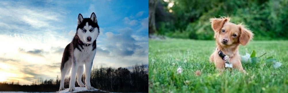 Chiweenie vs Alaskan Husky - Breed Comparison