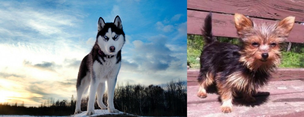Chorkie vs Alaskan Husky - Breed Comparison