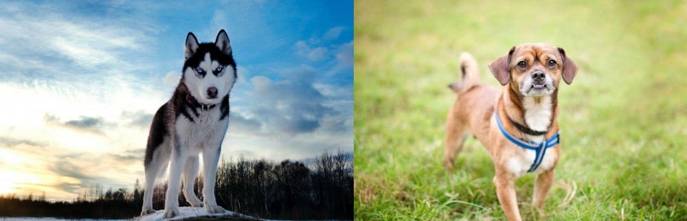 Chug vs Alaskan Husky - Breed Comparison