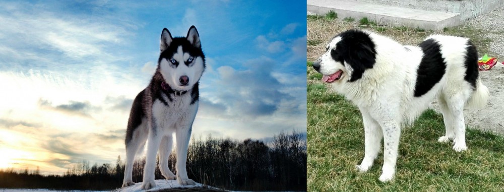 Ciobanesc de Bucovina vs Alaskan Husky - Breed Comparison