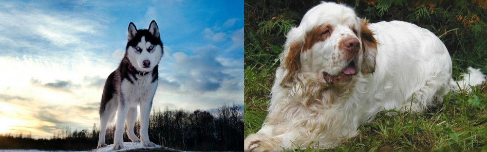 Clumber Spaniel vs Alaskan Husky - Breed Comparison