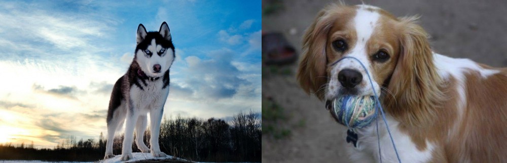Cockalier vs Alaskan Husky - Breed Comparison