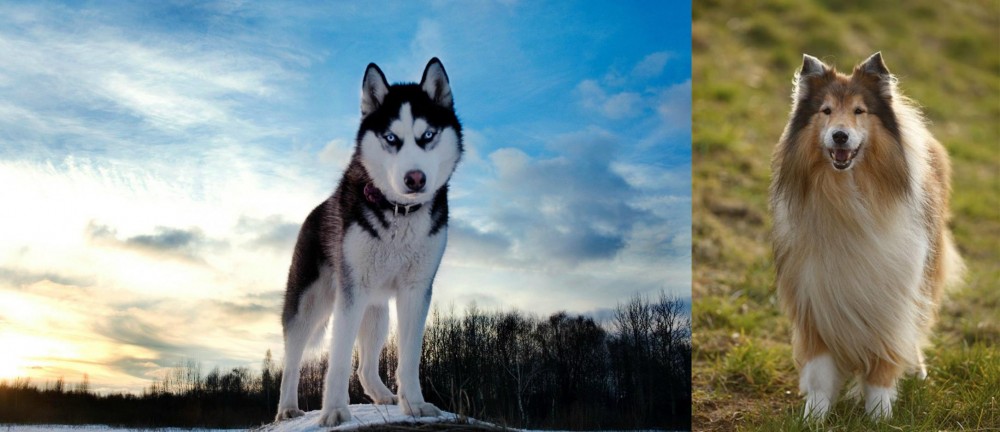 Collie vs Alaskan Husky - Breed Comparison