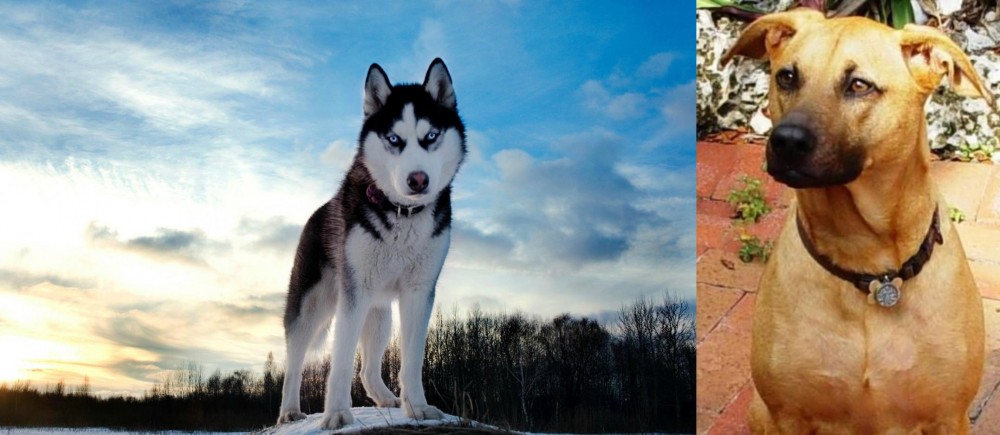 Combai vs Alaskan Husky - Breed Comparison