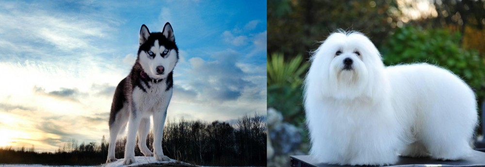Coton De Tulear vs Alaskan Husky - Breed Comparison