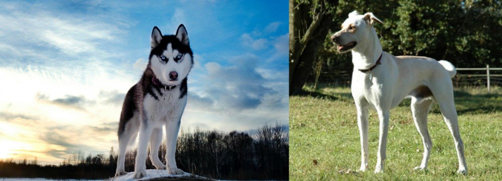 Cretan Hound vs Alaskan Husky - Breed Comparison
