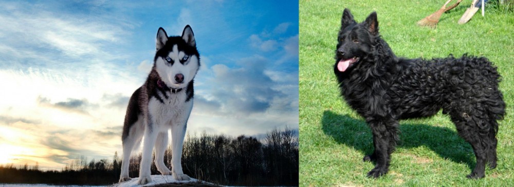 Croatian Sheepdog vs Alaskan Husky - Breed Comparison