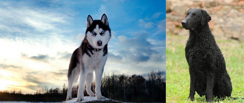 Curly Coated Retriever vs Alaskan Husky - Breed Comparison