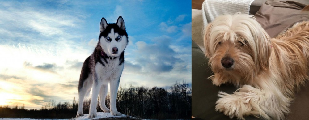 Cyprus Poodle vs Alaskan Husky - Breed Comparison
