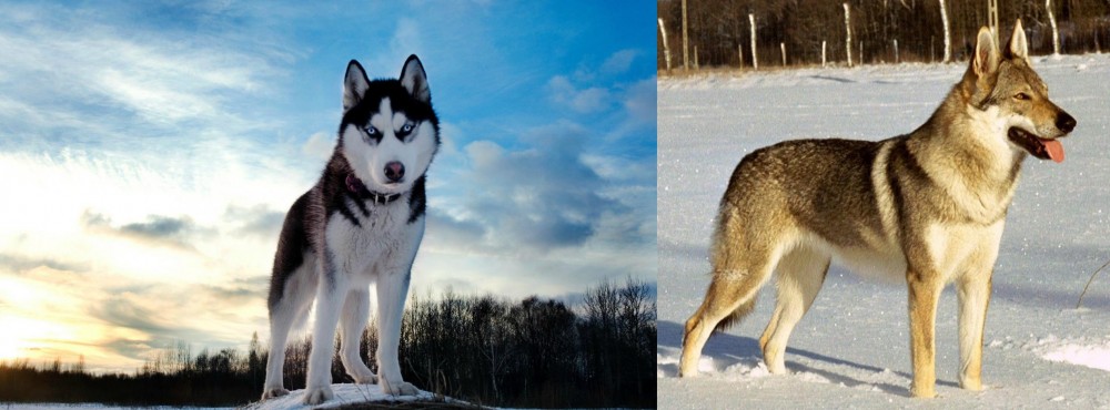 Czechoslovakian Wolfdog vs Alaskan Husky - Breed Comparison
