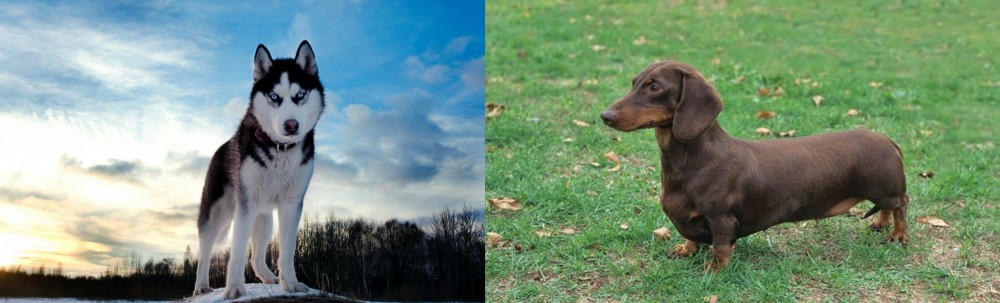 Dachshund vs Alaskan Husky - Breed Comparison