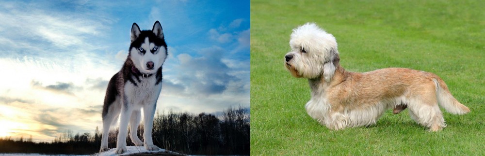 Dandie Dinmont Terrier vs Alaskan Husky - Breed Comparison