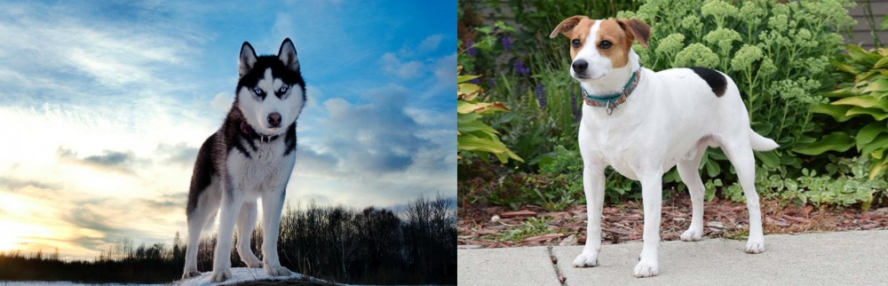 Danish Swedish Farmdog vs Alaskan Husky - Breed Comparison