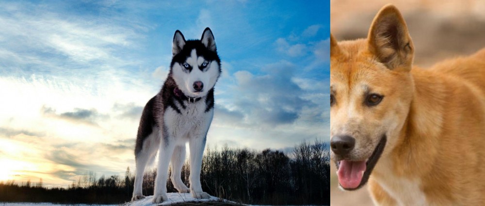Dingo vs Alaskan Husky - Breed Comparison