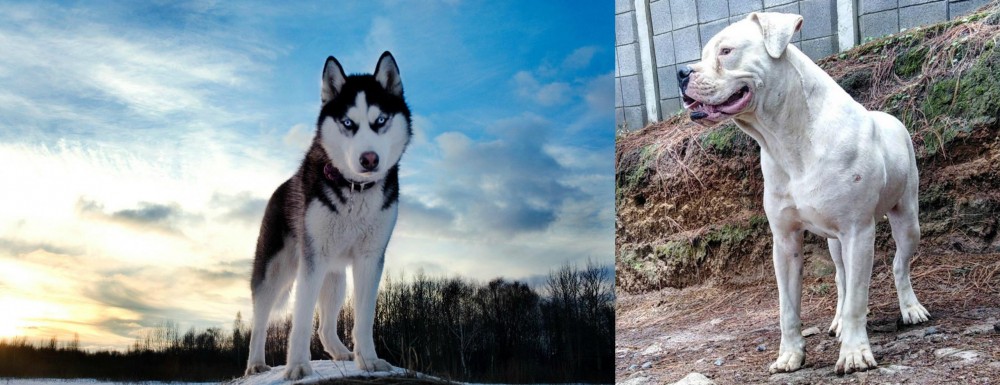 Dogo Guatemalteco vs Alaskan Husky - Breed Comparison