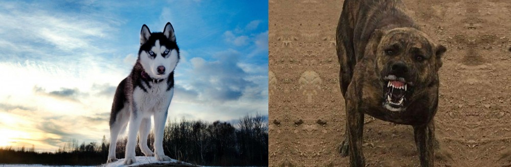 Dogo Sardesco vs Alaskan Husky - Breed Comparison