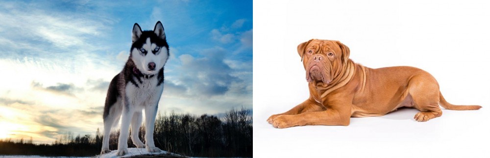 Dogue De Bordeaux vs Alaskan Husky - Breed Comparison