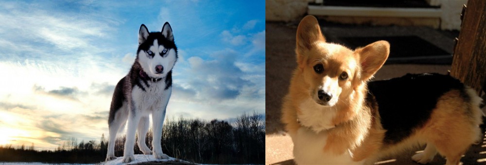 Dorgi vs Alaskan Husky - Breed Comparison