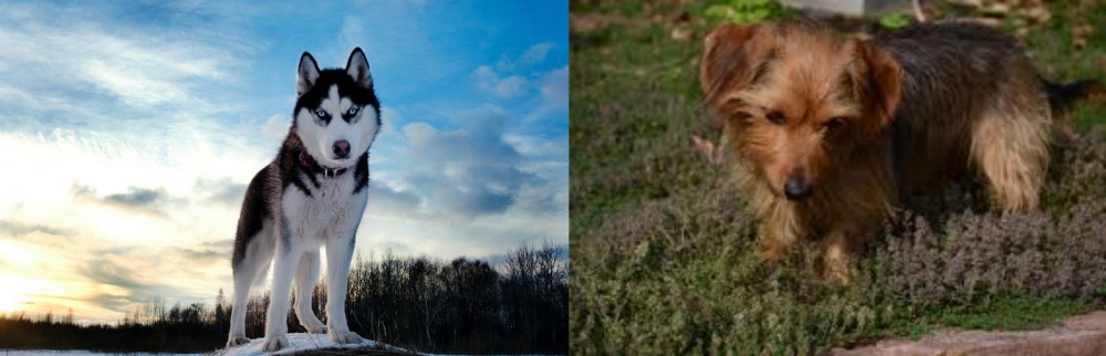 Dorkie vs Alaskan Husky - Breed Comparison