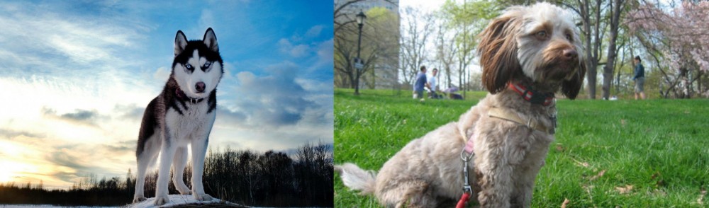 Doxiepoo vs Alaskan Husky - Breed Comparison