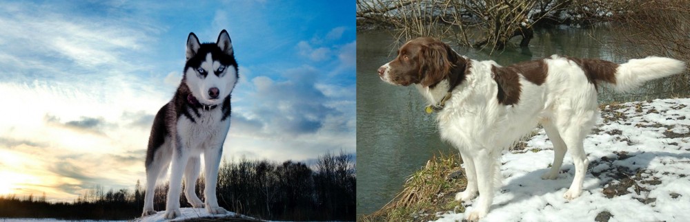 Drentse Patrijshond vs Alaskan Husky - Breed Comparison