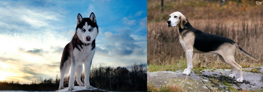 Dunker vs Alaskan Husky - Breed Comparison