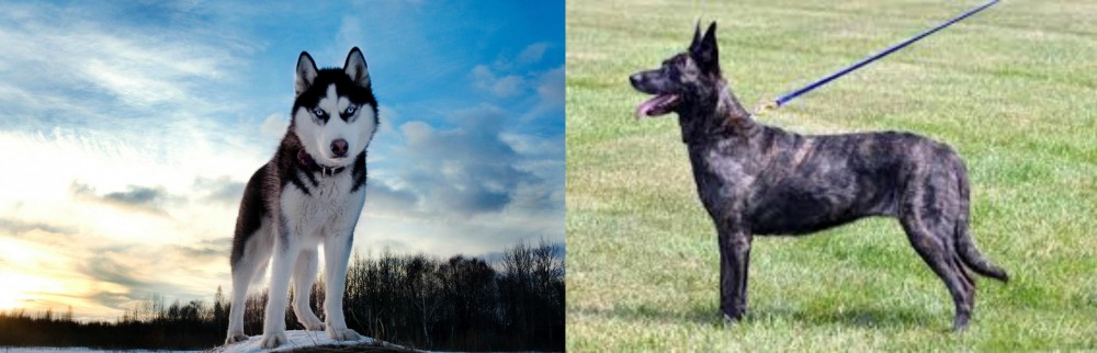 Dutch Shepherd vs Alaskan Husky - Breed Comparison