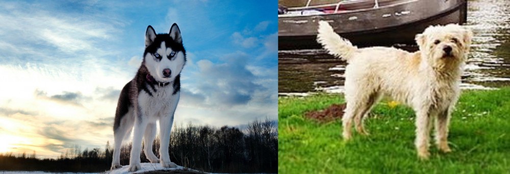 Dutch Smoushond vs Alaskan Husky - Breed Comparison