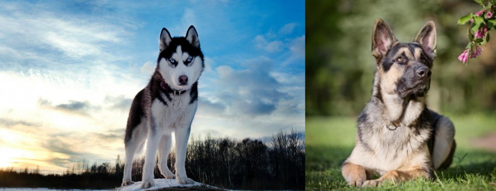 East European Shepherd vs Alaskan Husky - Breed Comparison