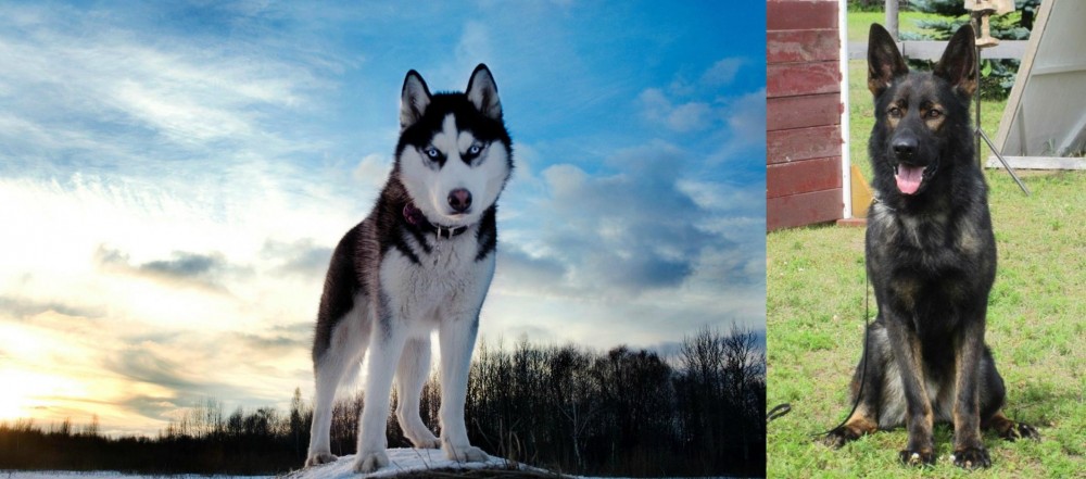 East German Shepherd vs Alaskan Husky - Breed Comparison