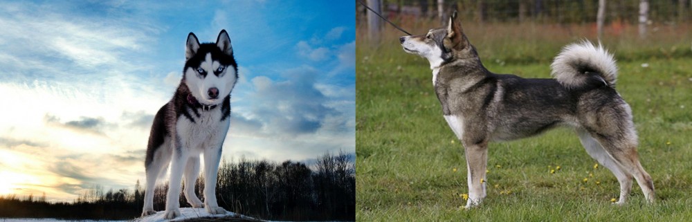 East Siberian Laika vs Alaskan Husky - Breed Comparison