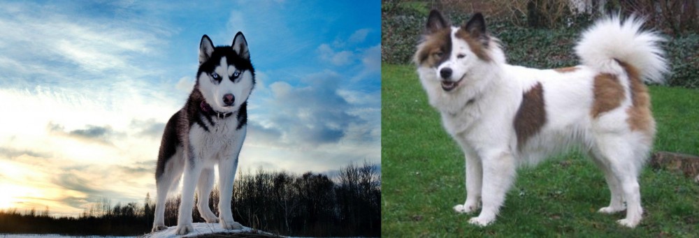 Elo vs Alaskan Husky - Breed Comparison