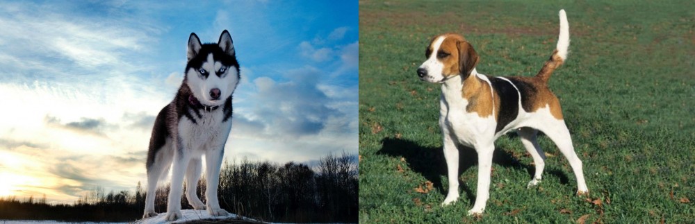English Foxhound vs Alaskan Husky - Breed Comparison