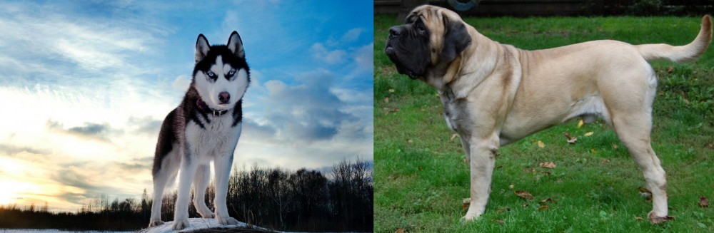 English Mastiff vs Alaskan Husky - Breed Comparison