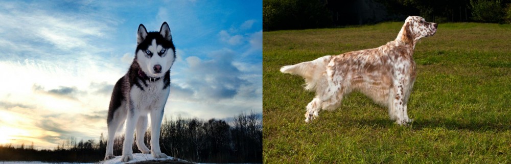 English Setter vs Alaskan Husky - Breed Comparison