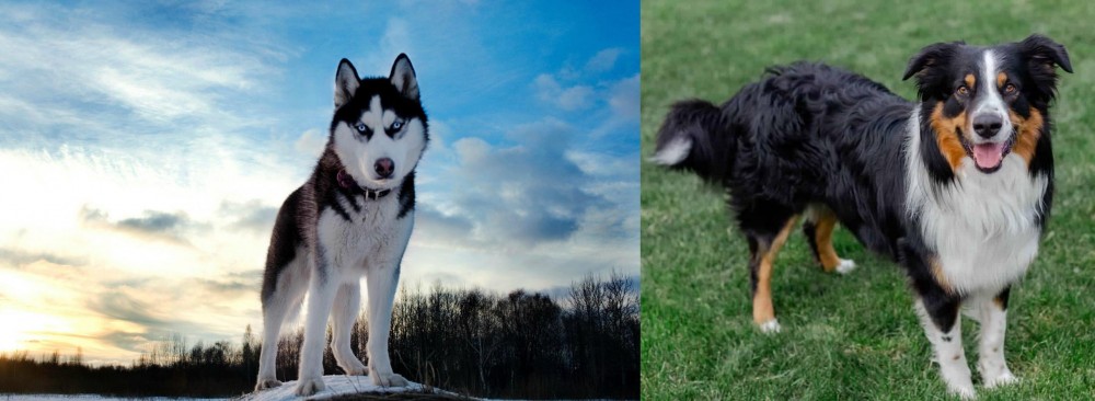 English Shepherd vs Alaskan Husky - Breed Comparison