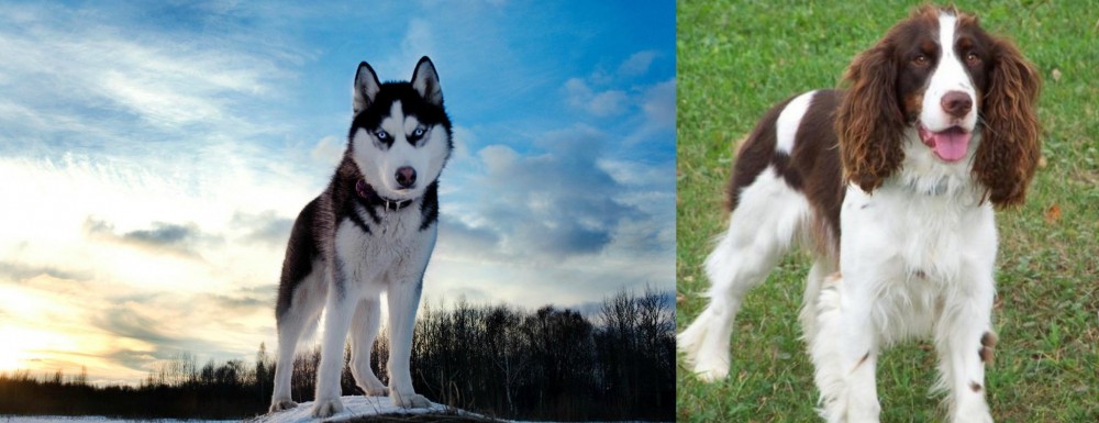 English Springer Spaniel vs Alaskan Husky - Breed Comparison