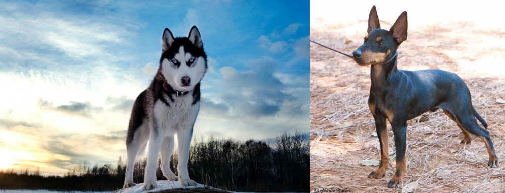 English Toy Terrier (Black & Tan) vs Alaskan Husky - Breed Comparison