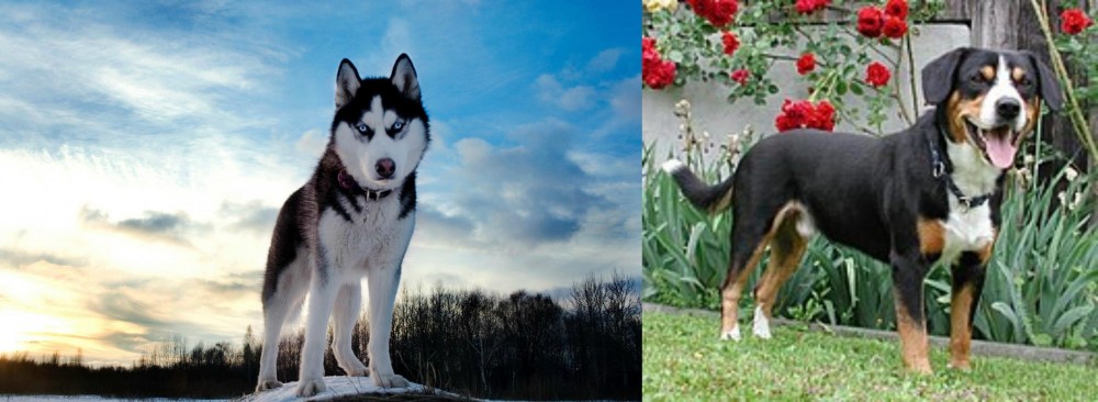 Entlebucher Mountain Dog vs Alaskan Husky - Breed Comparison