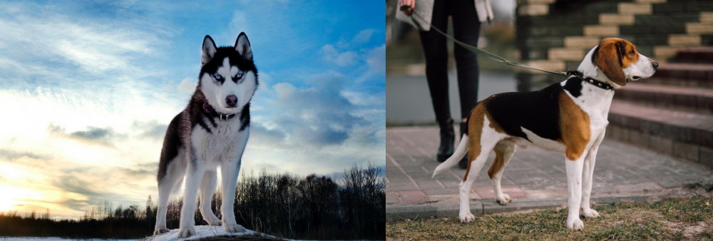 Estonian Hound vs Alaskan Husky - Breed Comparison